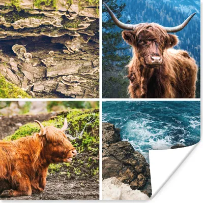 Produktbild von MuchoWow® Poster Schottische Highlander - Natur - Meer 100x100 cm - Babyzimmer