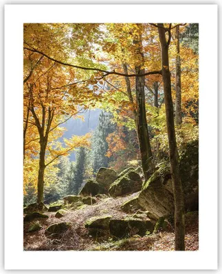 Produktbild von Poster - Poster ohne Rahmen - Herbst berg wald natur - 40x50 cm - Wand Bild - Wanddeko - Wandbilder - Kunstposter - Wandposter - Bilder - Kunstdruck - Wanddekoration - Wandbild - P2XPA40x50-2713