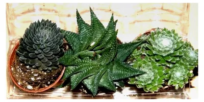 Produktbild von Sukkulentenmix - 4 verschiedene Sukkulenten für Terrarien und Paludarien