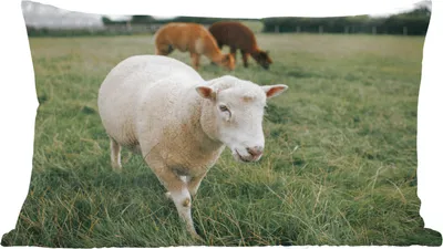 Produktbild von MuchoWow® Zierkissen Sofakissen Wohnzimmer Dekokissen 50x30 cm Schafe - Tiere - Gras - Wohnzimmerdekoration - Polster mit Photo