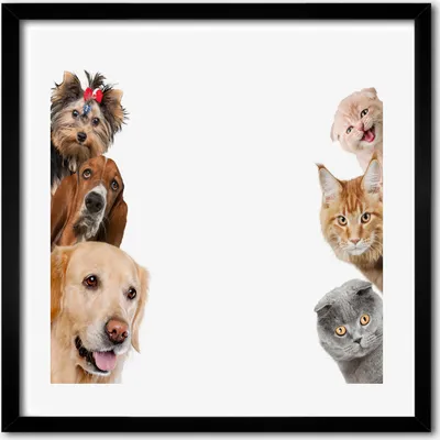 Produktbild von Bild - 50 cm x 50 cm - MDF - Rahmen, Wandkunst - Hunde und Katzen