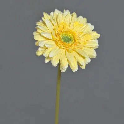 Produktbild von artplants.de Künstliche Blume Gerbera QIUDONG, gelb, 50 cm - Künstliche Stielblume