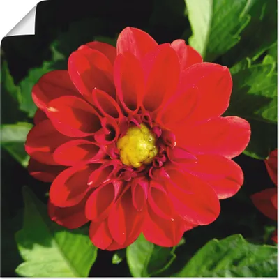 Produktbild von ARTland Poster Rote Dahlienblüte Größe: 70x70 cm
