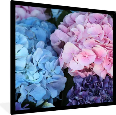 Produktbild von MuchoWow® Gerahmtes Poster Blumen - Strauch - Hortensie - Botanisch 40x40 cm - Poster mit Schwarzem Bilderrahmen Wandposter Rahmen Foto Bilder - Mit Rahmen - Wanddekoration Schlafzimmer