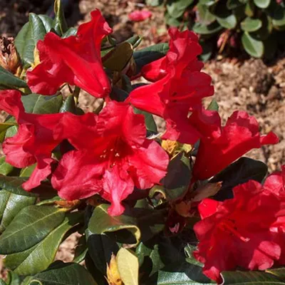 Obrázek produktu pro Rhododendron 'Baden-Baden' | 20-30 cm v kontejneru