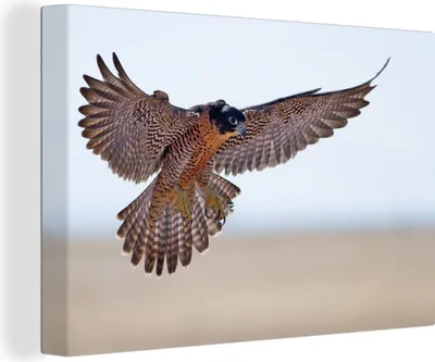 Zdjęcie produktu dla OneMillionCanvasses® - Obraz na płótnie - 140x90 cm, sokół wędrowny w locie, dekoracja ścienna z grafiką ścienną
