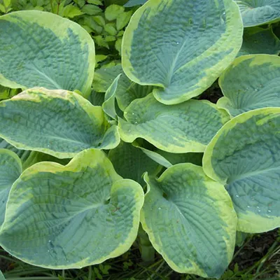 Obrázok produktu pre 6 ks funkie 'Frances Williams' (Hosta sieboldiana) | Kvetináč 9x9 cm