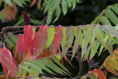 Produktbild von Rhus typhina, Essigbaum, 80–100 cm, auffälliges Herbstlaub