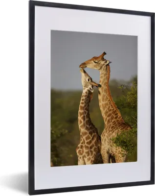 Produktbild von MuchoWow® MuchoWow® Gerahmtes Poster Giraffe - Baum - Kalb - Porträt 30x40 cm - Poster mit zchwarzem Bilderrahmen - Wandposter Schlafzimmer