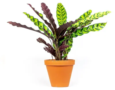 Obrázok produktu pre Gardners Calathea Lancifolia (Insignis), priemer 11-12 cm