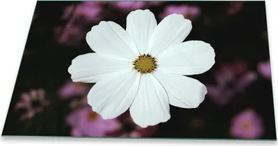 Produktbild von Herdabdeckplatte Glaskeramik 1 Teilig 80x52 Blumen Weiß Abdeckung Glas Spritzschutz
