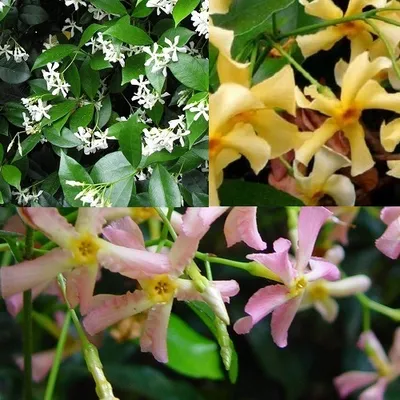 A collage of close-up images of different colored star jasmine flowers.
