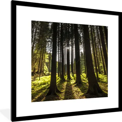 Produktbild von MuchoWow® Gerahmtes Poster Baum - Natur - Sonne - Wald 40x40 cm - Poster mit Schwarzem Bilderrahmen Wandposter Rahmen Foto Bilder - Poster - Plakat im Rahmen
