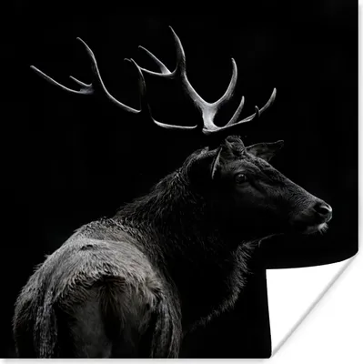 Produktbild von MuchoWow® Poster Hirsch - Schwarz - Porträt - Geweih - Tiere 30x30 cm - Wandposter - Printing