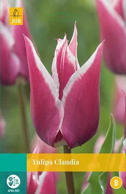 Productafbeelding van Tulipa Claudia JUB, 10 bloembollen