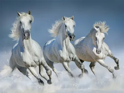 Produktbild von 3 D Ansichtskarte weiße Pferde, Postkarte Wackelkarte Hologrammkarte Tiere Tier Pferde Ponys