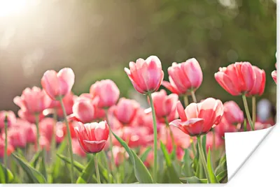 Produktbild von MuchoWow® Poster Tulpen - Sonne - Frühling 120x80 cm - Bilder