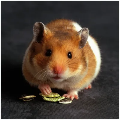 Produktbild von Wallario Memoboard Magnettafel aus Glas, Größe 50 x 50 cm, Motiv Putziger Hamster mit Nüssen zwischen den Pfoten