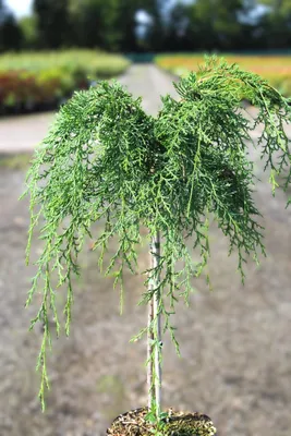 Image de Cyprès à haute tige Chamaecyparis lawsoniana Intertexta 60 - 80 cm Faux cyprès