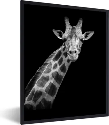 Produktbild von MuchoWow® Gerahmtes Poster Giraffe - Wildtiere - Schwarz-Weiß - Porträt 60x80 cm - Poster mit Schwarzem Bilderrahmen Wandposter Rahmen Foto Bilder - Premium - Wanddeko Wohnzimmer