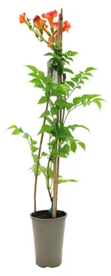 Produktbild von Campsis tagliabuana 'Madame Galen', Trompetenblume, orange-rot, 60–100 cm