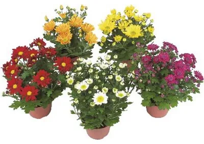 Produktbild von Chrysantheme Mix FloraSelf Chrysanthemum indicum Ø 9 cm Topf