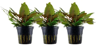 Produktbild von Aquarium Pflanze 3 Stück Cryptocoryne wendtii 'Tropica' AquaOne Nr.309E Set