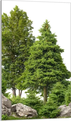 Immagine prodotto di Piastra di copertura del piano cottura 30x52 Piastra di copertura del piano cottura in Vetroceramica, tagliere decorativo, verde foresta