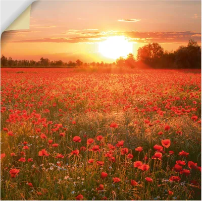 Produktbild von ARTland Wandbild, selbstklebend Mohnblumenfeld bei Sonnenuntergang Größe: 60x45 cm