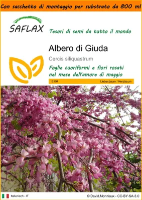Immagine prodotto di SAFLAX Garden in the bag - Albero di Giuda - 60 semi - Cercis