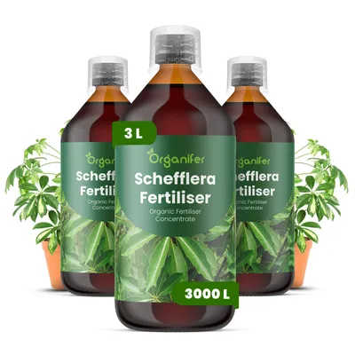 Obrázok produktu pre Schefflera, tekuté hnojivo 3x1 L – vzorec NPK 3-4-3 – vhodné pre rastliny Schefflera – podporuje bohatú tvorbu listov a zdravý rast – organické hnojivo
