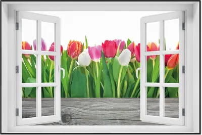 Produktbild von Wallario Wandbild mit Fenster-Illusion: Rote  weiße und pinke Tulpen im Frühling, Größe: 61 x 91,5 cm, Poster mit schwarzem Aluminiumrahmen