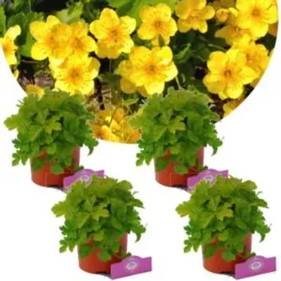 Productafbeelding van Set van 4 Waldsteinia ternata – bodembedekker 'Golden Strawberry' – in pot van 2 liter