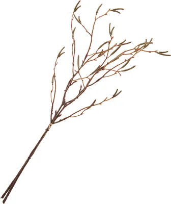 Produktbild von Birkenzweig-Bund, ca. L 57 cm