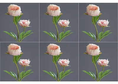 Produktbild von 6er Set künstliche Pfingstrosen Päonie mit 2 Blüten H. 60cm rosa DPI Kunstblumen