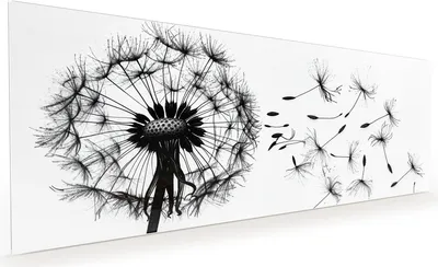 Produktbild von Küchenrückwand Spritzschutz Glas mit Motiv Pusteblume 40 x 40 cm