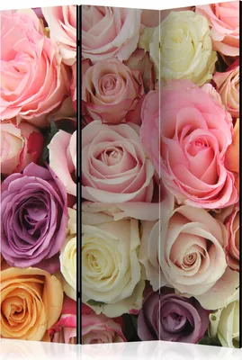 Produktbild von 3-teiliger Einseitiger Vlies Paravent - Pastel roses 135x172 cm Blumen b-C-0429-z-b