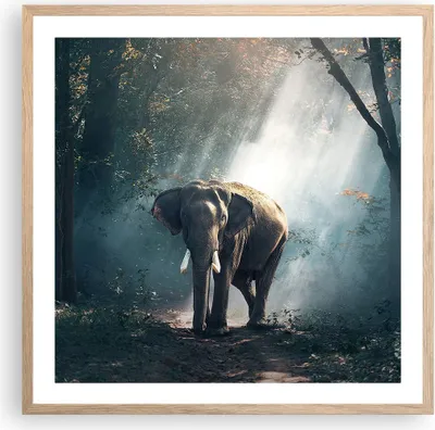 Produktbild von Gerahmtes Poster - Rahmen in heller Eiche - elefant natur - 60x60 cm - Wand Bild - Wanddeko - Wandbilder - Kunstposter - Wandposter - Bilderrahmen - Bilder - Kunstdruck - Wandbild - P2NAC60x60-3972