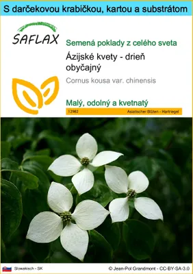 Obrázok produktu pre SAFLAX Darčeková sada - Ázijské kvety - drieň obyčajný - Cornus kousa var. chinensis - 30 Semená - S darčekovou krabičkou, prepravným štítkom, darčekovou kartou a pestovateľským médiom