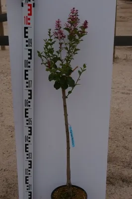 Produktbild von Syringa meyeri Palibin - Zwerg-Duftflieder Palibin - Hochstamm