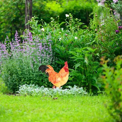 Immagine prodotto di Statuetta decorativa da giardino a forma di gallo - Statua realistica da esterno