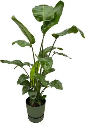 Obrázek produktu pro Strelitzia Nicolai - strom - strelitzie - pokojová rostlina cca 160cm - Ø30cm