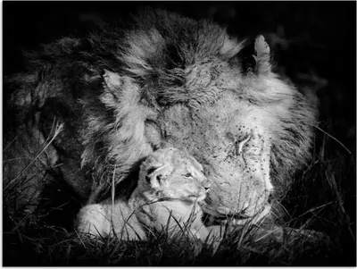Produktbild von MuchoWow® Poster Tierprofil Löwe mit Jungtier in schwarz und weiß 160x120 cm - Foto Plakat