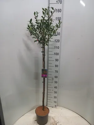 Immagine prodotto di Ilex ‘Alaska’ - Agrifoglio | 100 cm in vaso