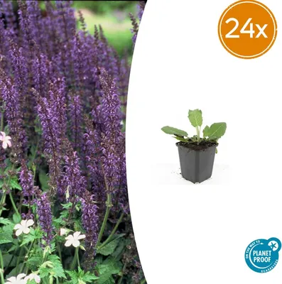 Productafbeelding van Salvia nem. 'Mainacht' | 24 stuks - 10-25cm - Ø9cm - Tuinplant