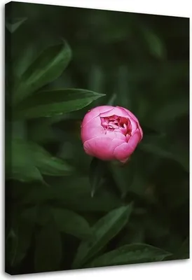 Produktbild von Leinwandbild rosa blütenknospe 40x60 cm Feeby rosa wandbild bereit zum aufhängen