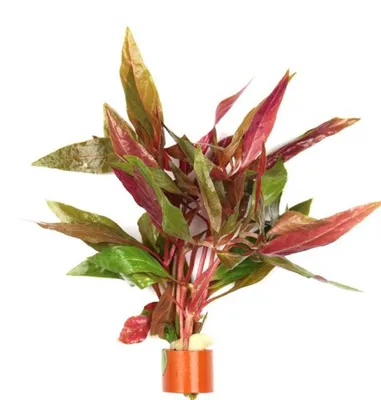 Productafbeelding van Moerings Alternanthera Rosaefolia | Rood Papegaaienblad | in Terracotta Ring