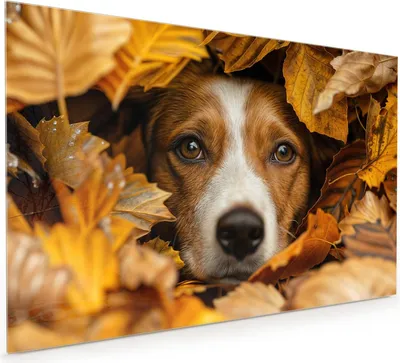Produktbild von Küchenrückwand Spritzschutz Glas mit Motiv Hund im Herbstlaub 40 x 40 cm