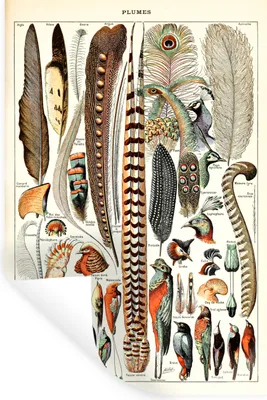 Produktbild von MuchoWow® Wandtattoo Wandsticker Wandaufkleber Federn - Vogel - Tiere 40x60 cm Selbstklebend und Repositionierbar - Wierderverwendbar - Selbstklebend