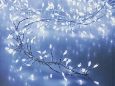 Immagine prodotto di Catena luminosa a grappolo di LED in filo d'argento, bianco freddo, 480 LED, 230V~, IP44, 9,8 m